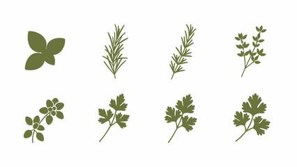 Green herbs vector illustration for culinary concepts and design elements