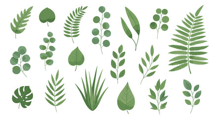 Variety of green leaves and fern branches shown on a white background representing botanical diversity for nature and garden themed designs.