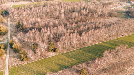 Fototapeta premium Drone view of sparse forest in spring