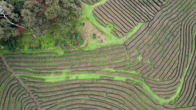 Top down drone video flying over the beautiful green patterns of a tea plantation in the Azores