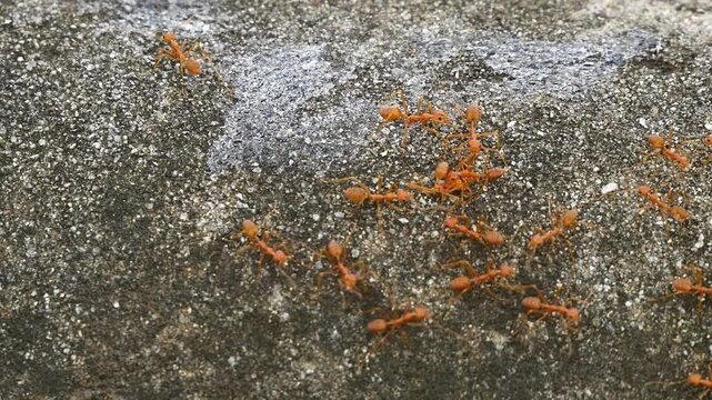 Orange Ants Moving Together On Rough Concrete Surface Teamwork Concept.