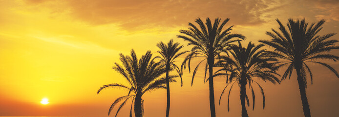 Obraz premium Seascape in the early morning during a beautiful orange sunrise. Palm trees on the beach. San Juan beach, Alicante, Spain