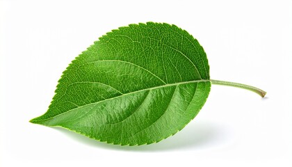 Obraz premium Green leaf with serrated edges and central vein—fresh botanical specimen on white background for plant studies.