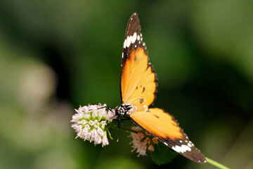 Danaus chrysippus, also known as the plain tiger, African queen, or African monarch
