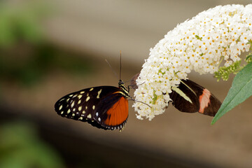 Heliconius hecale, the tiger longwing or golden helicon. Close up of black and orange butterfly with white dots perched on white flower butterfly-bush (buddleja)