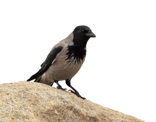 Obraz premium Gray crow standing on stone close-up on a white background