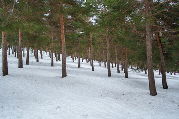 Pine forest covered in snow during winter season
