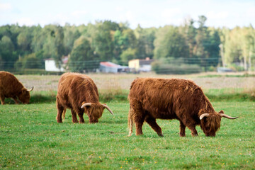 Hairy horned cow in natural grassy landscape