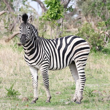 Zebra