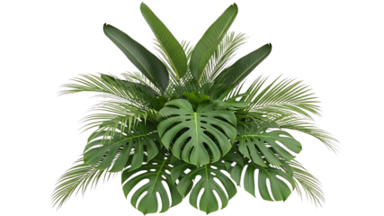 Fresh green aloe vera plant with herbal leaves isolated on a white background showcasing natural growth and tropical botany in a garden pot