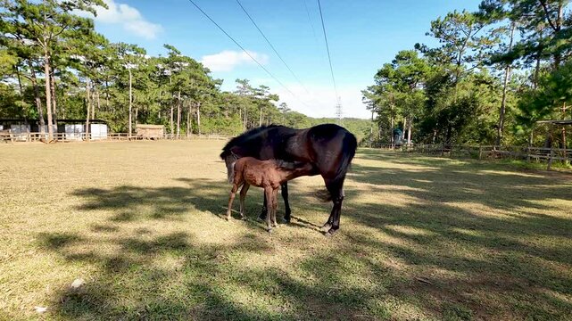 Horse mothers and their foals graze peacefully on the open fields of Vietnam. During the Vietnamese Lunar New Year, coinciding with the Year of the Horse, this scene symbolizes strength, longevity,