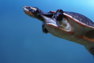 sea turtle swimming