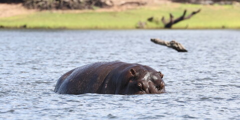 Flusspferd im Wasser