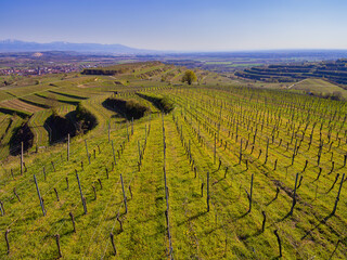 Weinberge Reben von oben Drohnenaufnahmen