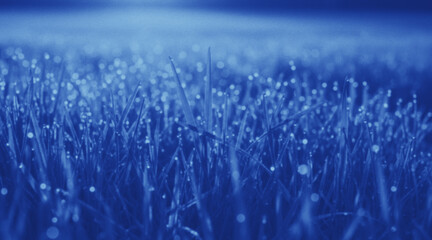 Fresh dew on grass blades in blue tone