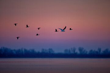 Flock of Birds Over Colorful Sky &mdash; Kerkini, Northern Greece