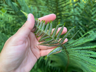 Fern spores on underside of leaf in human hand, botanical close-up  © Yulia Antonova