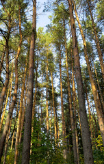 Fototapeta premium Tall pine forest with straight tree trunks reaching upward toward a clear blue sky. Sunlight filters