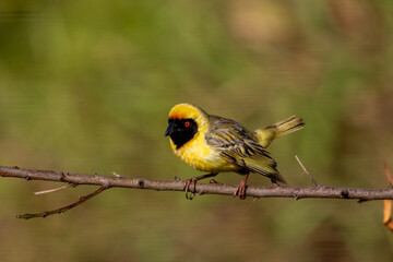 South African birds - Southern masked weaver male in breeding plumage displaying his colors while perched on a branch
