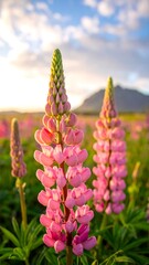 Pink Lupine Flowers in Bloom - A Vibrant Landscape.