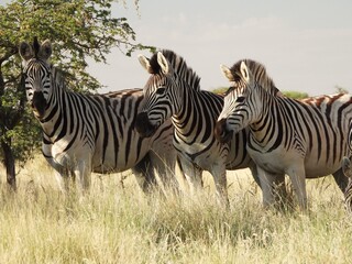 zebras in the savannah