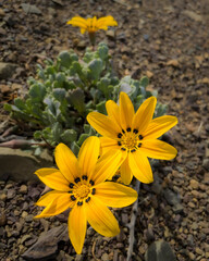 Vibrant wildflowers bloom in their natural habitat around Prince Albert, a charming Karoo town in South Africa&rsquo;s Western Cape. A spring floral display in arid surrounds, ideal for travel stock.