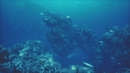 Fototapeta premium Underwater scene showcases a stunning reef teeming with diverse fish and marine creatures. Sunlight filters through the water, illuminating the vibrant corals and rocks below.