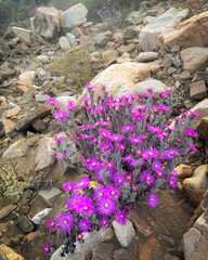 Vibrant wildflowers bloom in their natural habitat around Prince Albert, a charming Karoo town in South Africa&rsquo;s Western Cape. A spring floral display in arid surrounds, ideal for travel stock.