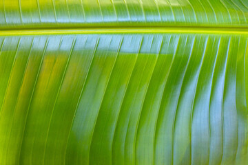 Banana leaf texture showing vibrant green stripes