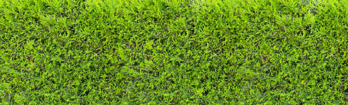 Green cypress hedge providing a natural texture background