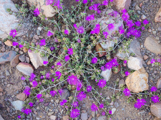 Vibrant wildflowers bloom in their natural habitat around Prince Albert, a charming Karoo town in South Africa&rsquo;s Western Cape. A spring floral display in arid surrounds, ideal for travel stock.