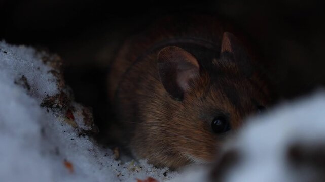 4K video of a forest mouse or field mouse moving in its natural habitat. The small rodent is seen among grass, leaves, or forest floor, displaying natural behavior in a calm outdoor environment.