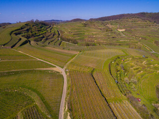 Weinberge Reben von oben Drohnenaufnahmen