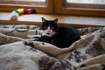 A cute domestic cat is sitting on a pillow at home.
