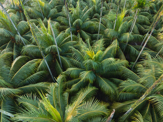 Top view of coconut trees field