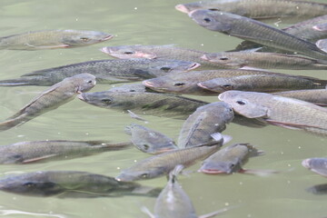 Fische im Teich