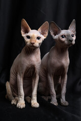 Obraz premium Two cute domestic sphynx cats on a black background.