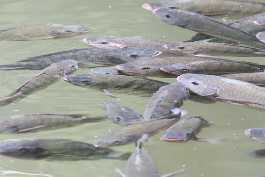 Fische im Teich