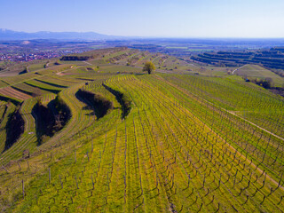 Weinberge Reben von oben Drohnenaufnahmen