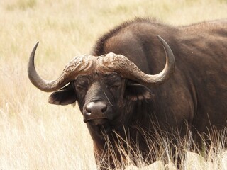 Buffalo in the veld