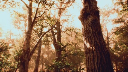Obraz premium Sunlight filters through the tall trees, creating a warm glow in a serene forest. Leaves rustle gently, and the air is filled with the soothing sounds of nature in this peaceful setting.