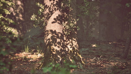 Obraz premium A serene forest scene filled with warm sunlight filtering through the canopy. The vivid shadows of leaves dance on the sturdy tree trunk, creating an enchanted atmosphere in nature.