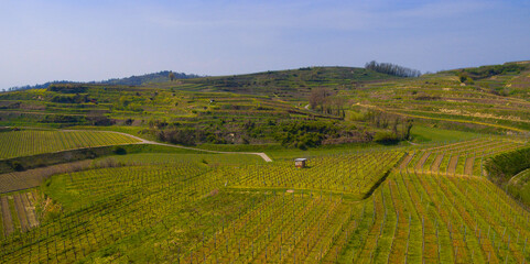 Weinberge Reben von oben Drohnenaufnahmen