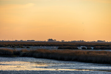 Group of greater flamingos wading in shallow lagoon water during sunset Furadouro Portugal, Ovar &ndash; Furadouro, 12 November 2025