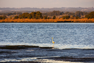 Greater flamingo standing in shallow lagoon water with autumn marshland in background Furadouro Portugal, Ovar &ndash; Furadouro, 12 November 2025