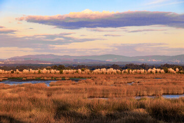 Wide view of coastal marshland with water channels and distant hills in Furadouro Portugal, Ovar &ndash; Furadouro, 12 November 2025