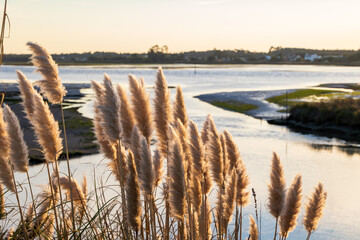 Tall reeds silhouetted against sunset sky near coastal lagoon in Furadouro Portugal, Ovar &ndash; Furadouro, 12 November 2025