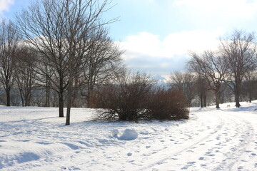 Obraz premium Snowy Winter Park Landscape with Trees and Copy Space