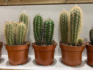 Group of vibrant green cacti in terracotta pots, showcasing unique shapes and textures, arranged neatly on a shelf, adding a touch of nature to indoor decor