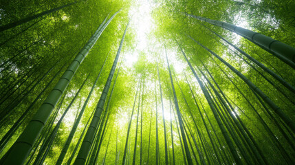 Lush bamboo forest with tall green stalks reaching towards bright sky, creating serene and tranquil atmosphere. vibrant greenery evokes sense of peace and connection to nature